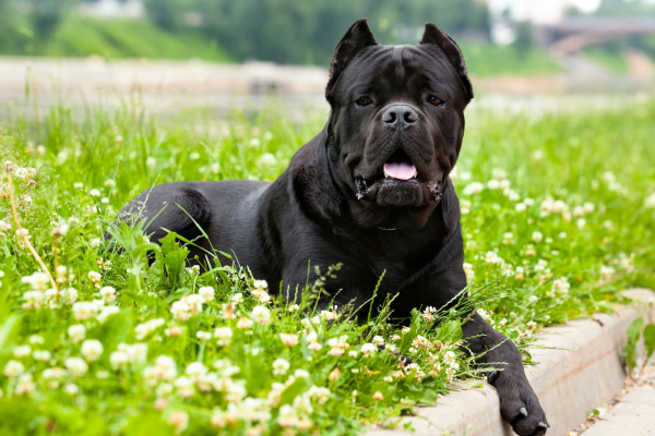 Dospělý Cane Corso leží v trávě